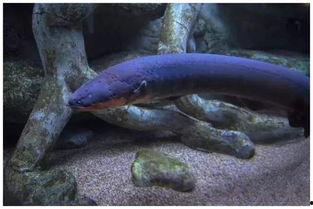 电鳗最新爆料视频,揭秘神秘事件内幕  第3张